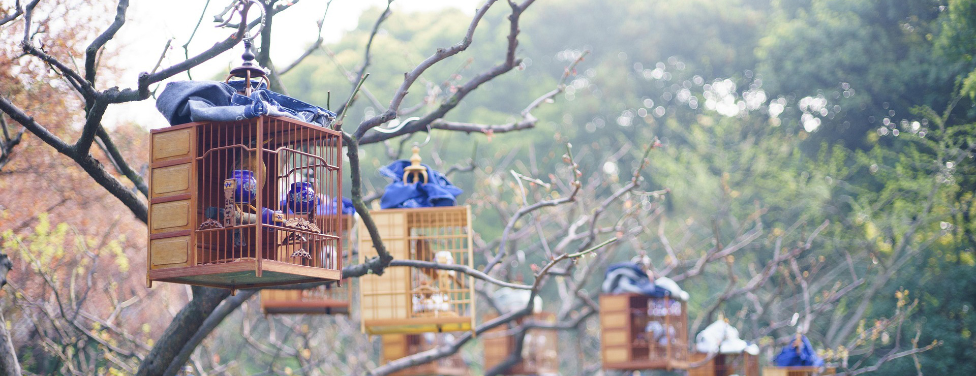 Fournitures Pour Oiseaux 2 Fournitures Pour Oiseaux -Fournitures Pour Oiseaux park 748716 1920