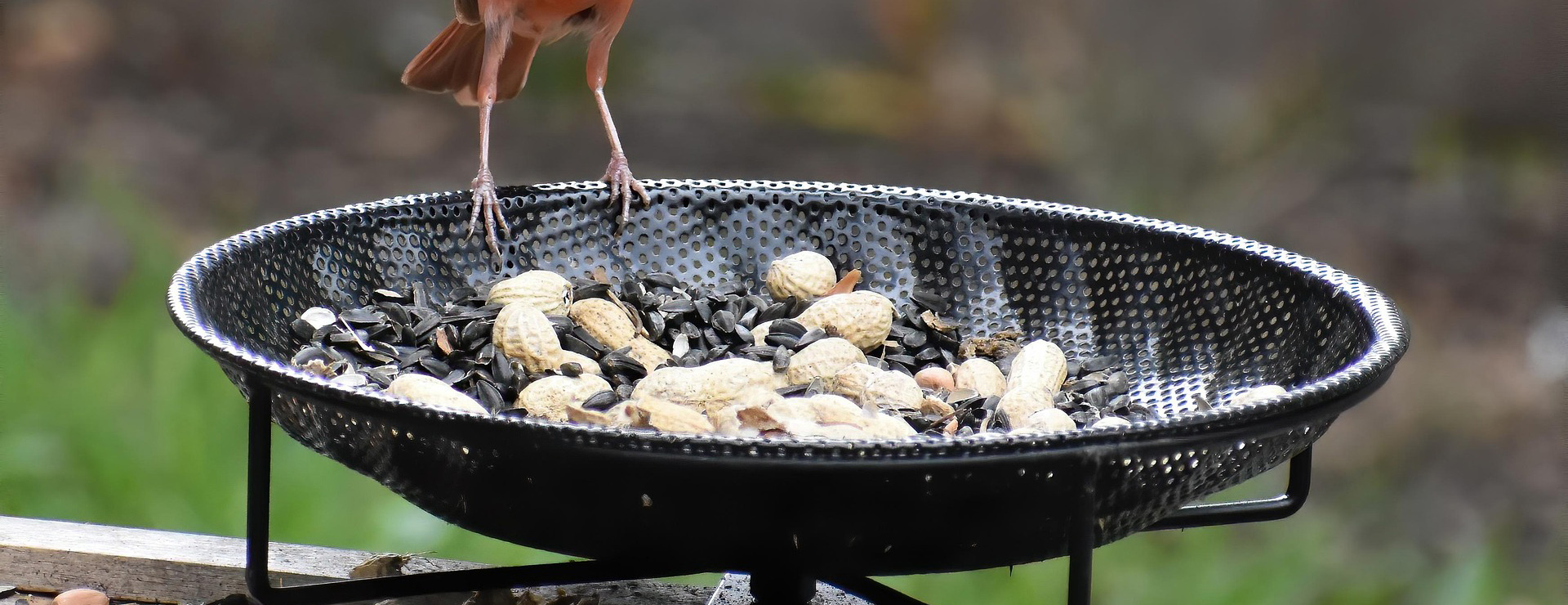 Fournitures Pour Oiseaux 4 Fournitures Pour Oiseaux -Fournitures Pour Oiseaux red 8894838 1920